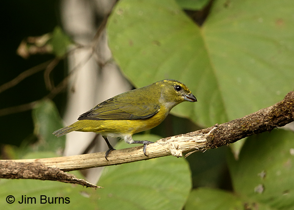 Yellow-throated Euphonia female, La Fortuna