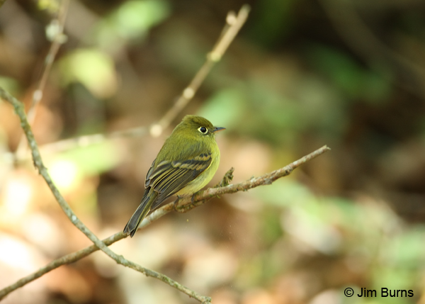 Yellowish Flycatcher