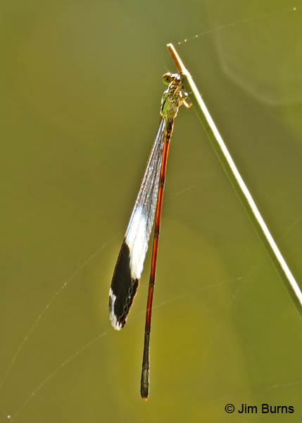 Blue-winged Helicopter male, Veragua, CR, December 2011