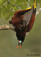 Montezuma Oropendola