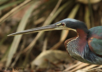 Agami Heron