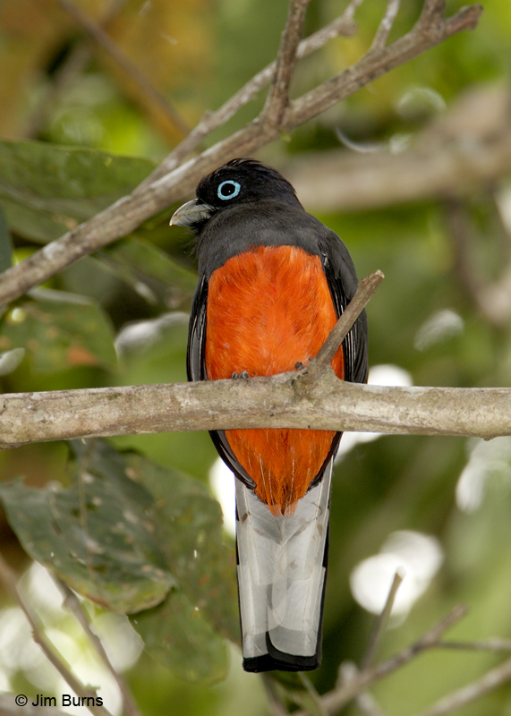 Baird's Trogon