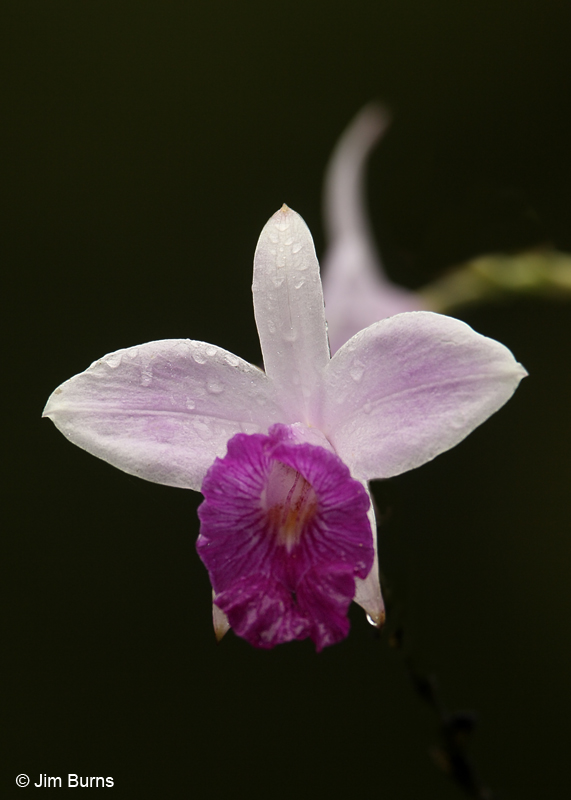 Bamboo Orchid
