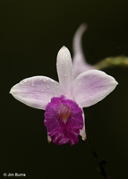 Bamboo Orchid