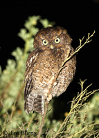 Bare-shanked Screech-Owl
