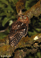 Bare-shanked Screech-Owl