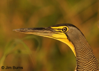 Bare-throated Tiger-Heron