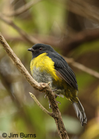 Black-and-yellow Silky-Flycatcher