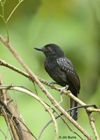 Black-hooded Antshrike