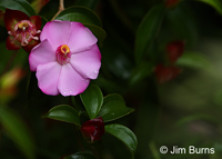Blakea litoralis