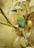 Blue-crowned Motmot