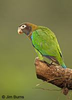Brown-hooded Parrot