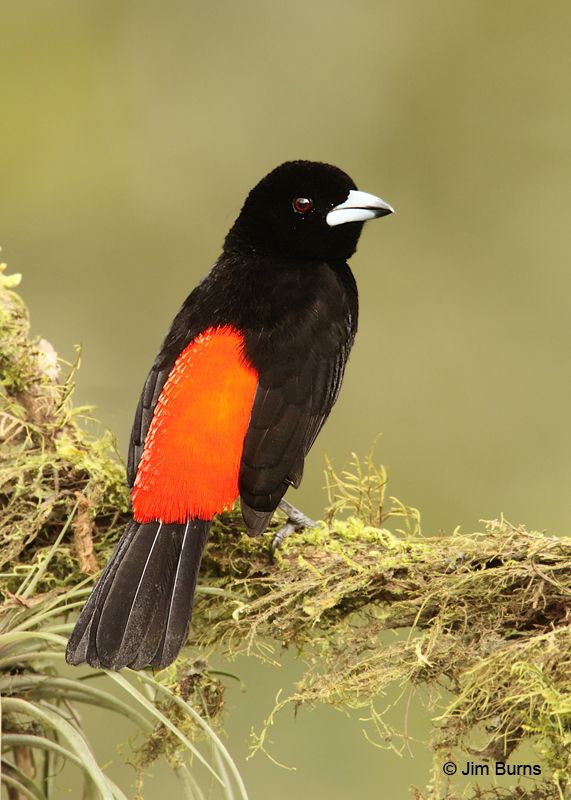 Cherrie's Tanager