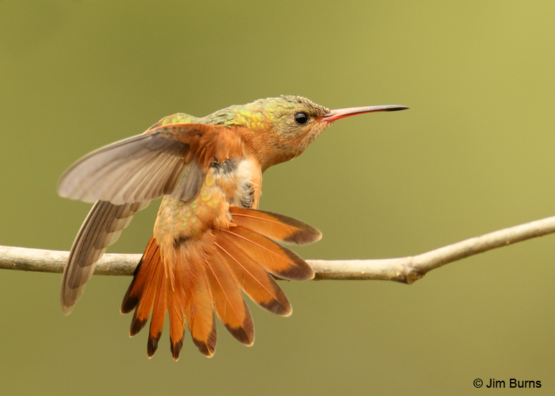 Cinnamon Hummingbird
