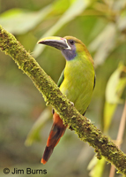 Emerald Toucanet