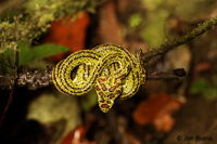 Eyelash Viper (golden variant)