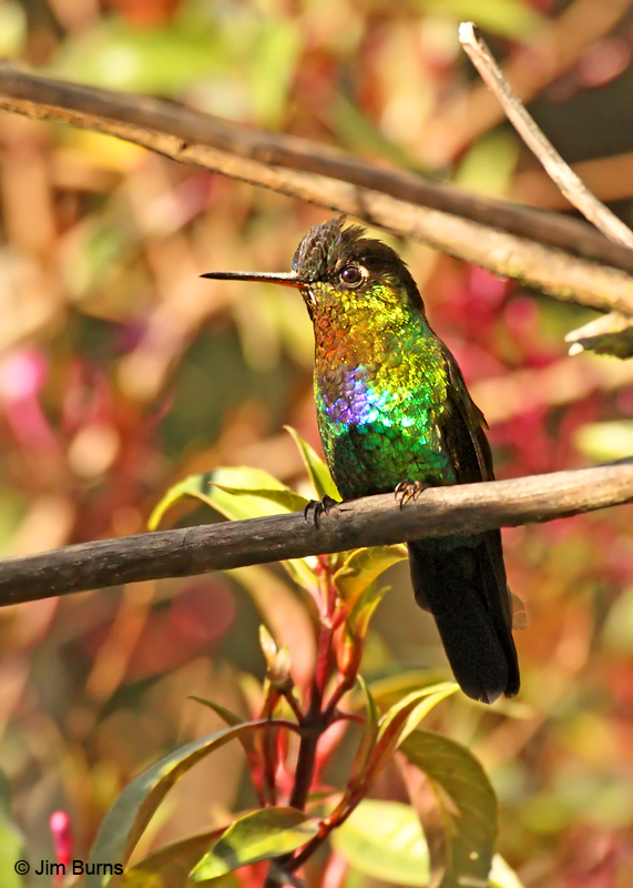 Fiery-throated Hummingbird