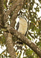 Gray-headed Kite