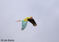 Great Green Macaw