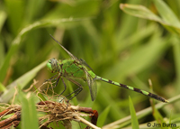 Great Pondhawk