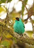 Green Honeycreeper