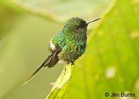 Green Thorntail