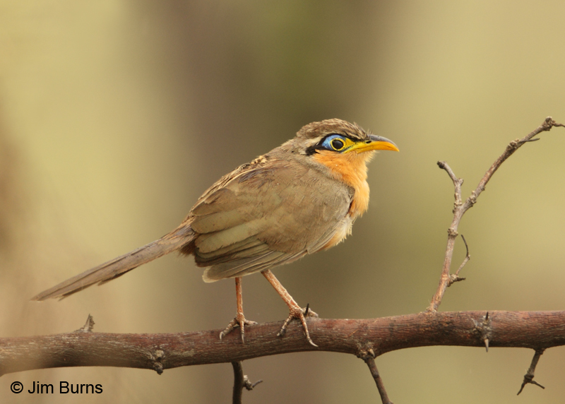 Lesser Ground-Cuckoo