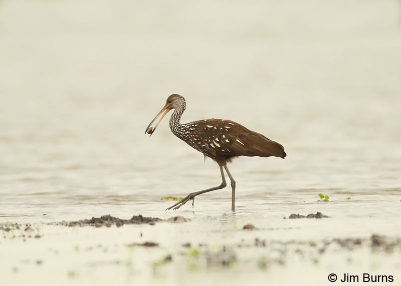 Limpkin