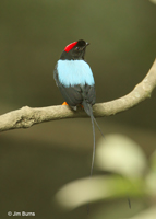 Long-tailed Manakin