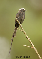 Long-tailed Tyrant