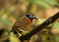 Ocellated Antbird