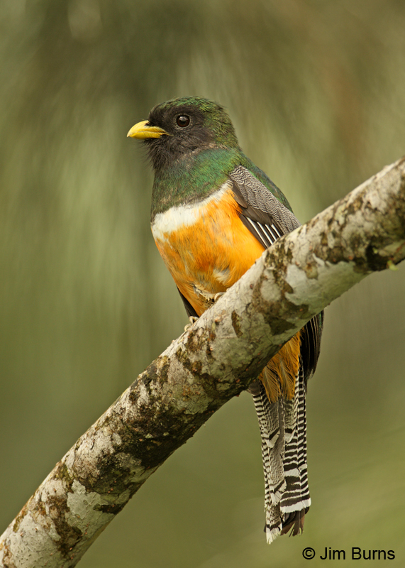 Orange-bellied Trogon