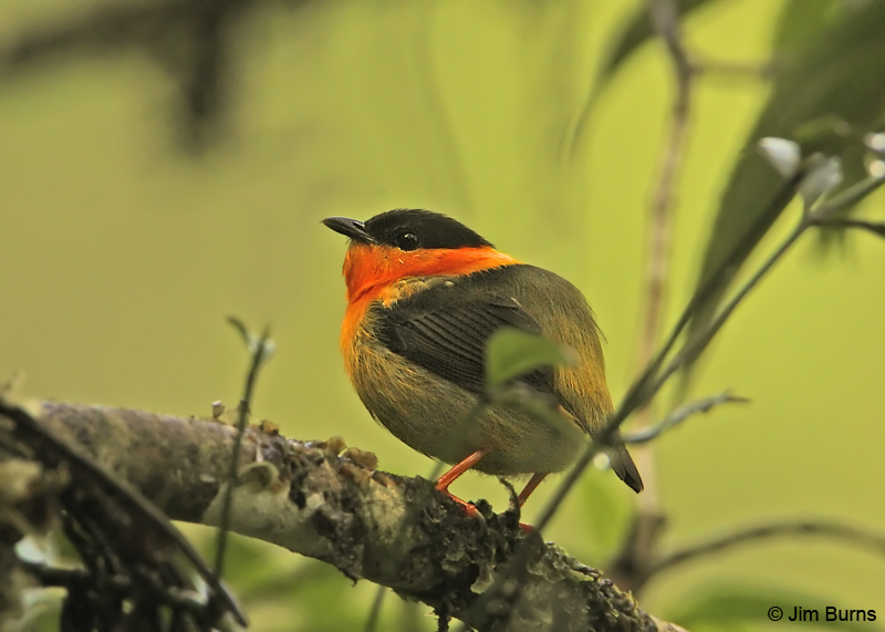 Orange-collared Manakin