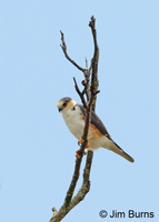 Pearl Kite