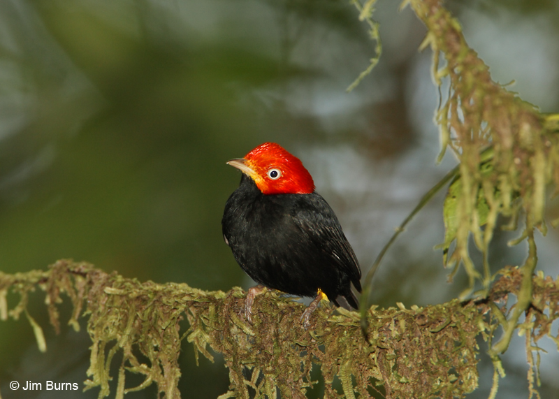Red-capped Manakin