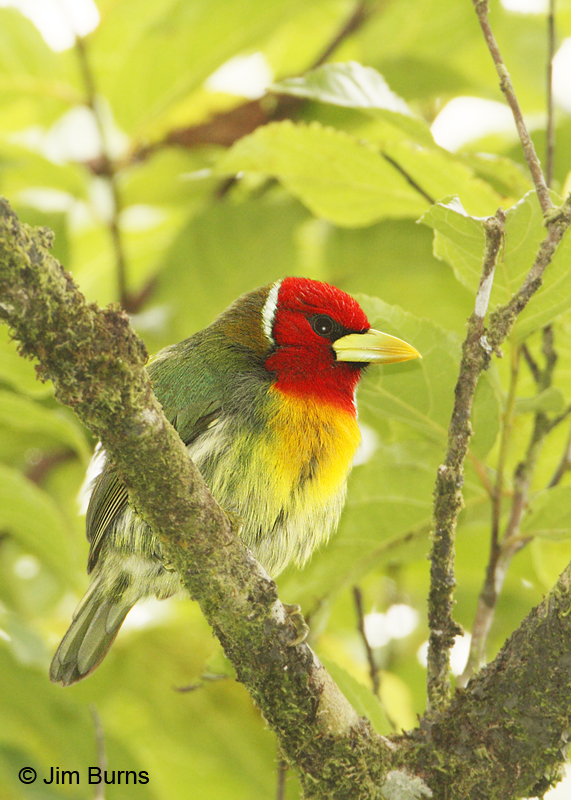 Red-headed Barbet