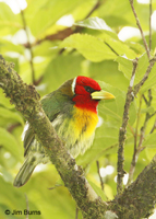 Red-headed Barbet