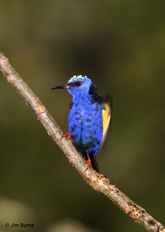 Red-legged Honeycreeper