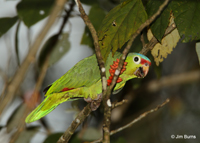Red-lored Parrot