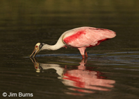 Roseate Spoonbill