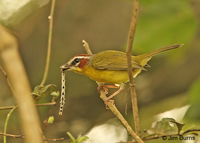 Rufous-capped Warbler