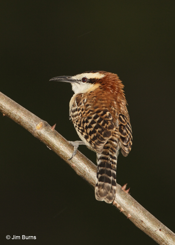 Rufous-naped Wren