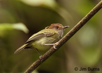 Scale-crested Pygmy-Tyrant