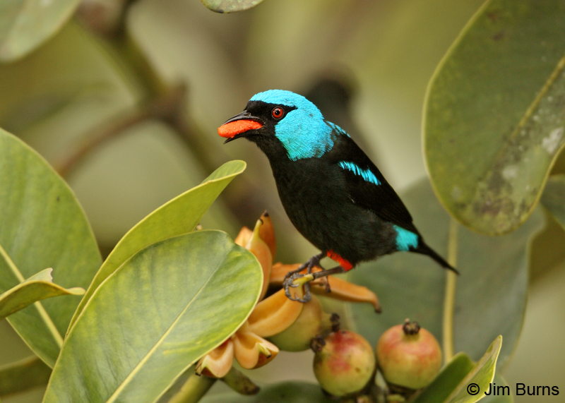 Scarlet-thighed Dacnis