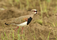 Southern Lapwing