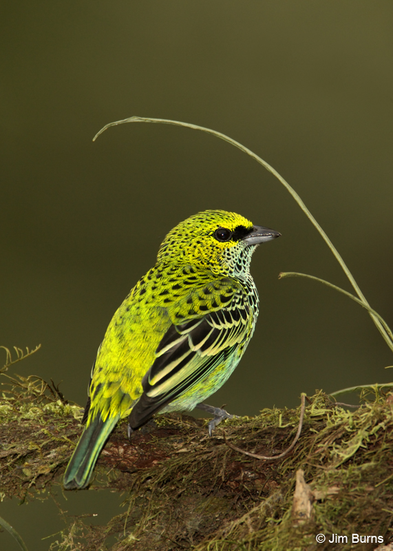 Speckled Tanager