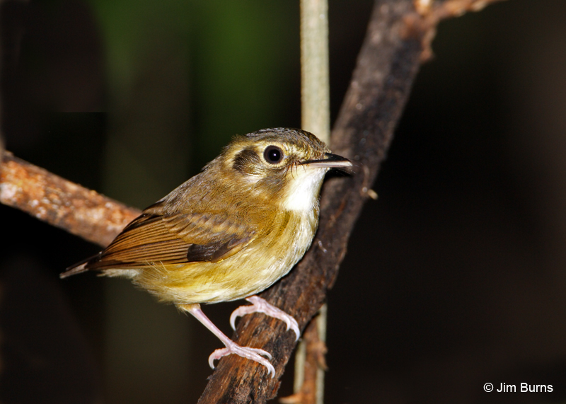 Stub-tailed Spadebill