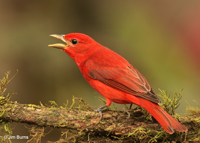 Summer Tanager
