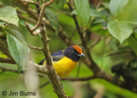 Tawny-capped Euphonia