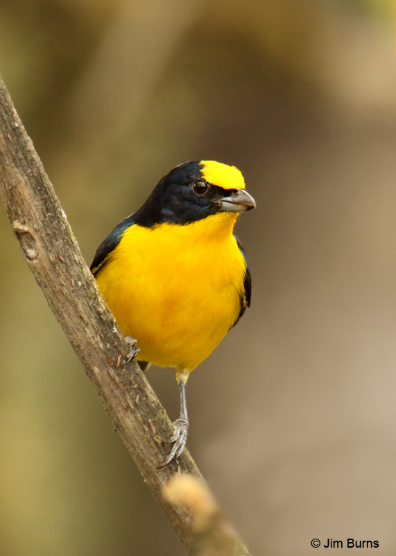 Thick-billed Euphonia